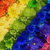 fLoWeRs 01258