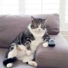 Bubu
