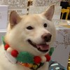 Maggie
