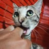 SaiFar Jittiang