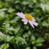 Hidden Flowers
