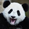 Zhi An Hiew