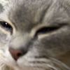Johnnymok