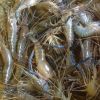 Shrimphony Farm