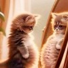 พนาดร ชูแก้ว