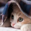 Miko Mochi