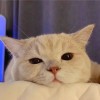 伶