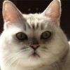 fat cat