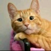 oyen