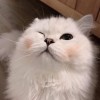 𝐫𝐢𝐫𝐢 ♡
