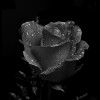 BlackRose88