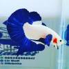 Betta Antonio