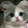 Nur Alia Iman Caya