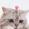 YU阳