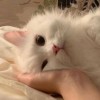 യ📻₊⋆🧸･ ͜ʖ ･ ✿