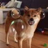 MetaCrawler