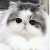 Sherla