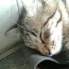 adib