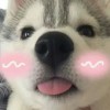 傻孩子🐒