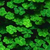 Chommoch☘️
