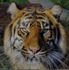 Harimau Marapi