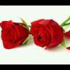 Mawar Merah