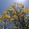 芬