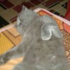 Aleysha