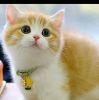 Kucing Comell