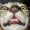 agung