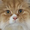 Zimba