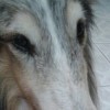 iwan