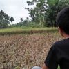 Muhamad Yusuf