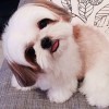 sophiaywt
