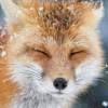 Wolf Fiery