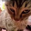 do you know cat