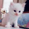 Annie Yuyu Anz