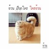 กาฟิวส์ กาฟิวส์