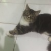 Anggita