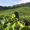 Irneney ibrahim