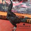 Satria Rooster Reborn