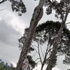 Sri Ajeng L