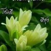 ภัค จอมทิพย์