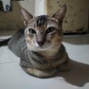 raka