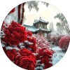 玫瑰开花