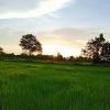 สัญญา ข่ามช่วง