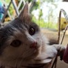 ZiKha