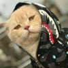 โอ๊ดเปี๊ยก