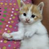 Awanda Ridwan