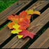 Alfia Rizki Via
